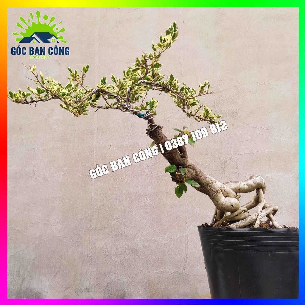 Cây Hoa Giấy Mỹ Ghép Cẩm Thạch Bonsai Mini - HGCT2