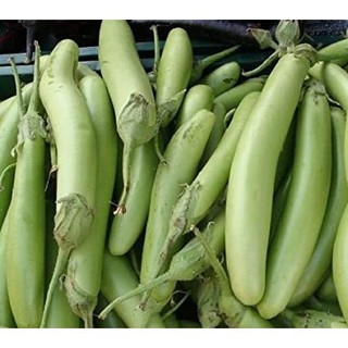 Hạt Giống Cà Xanh Qủa Dài (150 Hạt) - Dễ Trồng, Dinh Dưỡng, Năng Suất Cao - MUA 3 TẶNG 1 CÙNG LOẠI