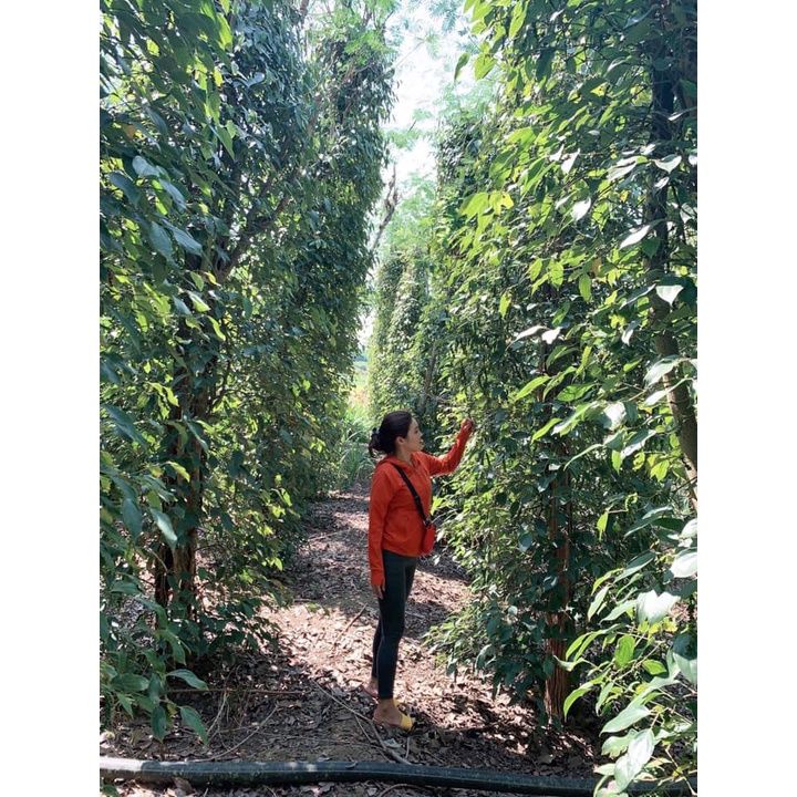 Combo 5 bầu tiêu giống vĩnh linh