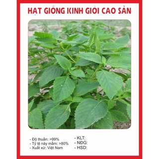 Hạt Giống Kinh Giới 2gr hạt giống bốn mùa