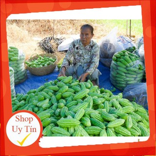 - Hạt Giống Khổ Qua  Phú Nông chất lượng.