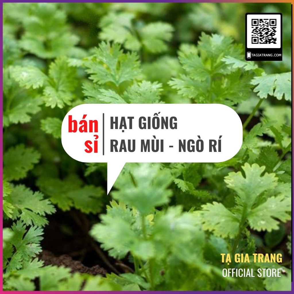 [Bán sỉ] - Hạt giống rau mùi (rau ngò rí - mùi tía - ngò hạt nhỏ)