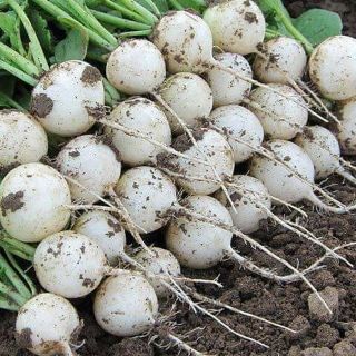 Củ cải chery trắng .giongcaynhap