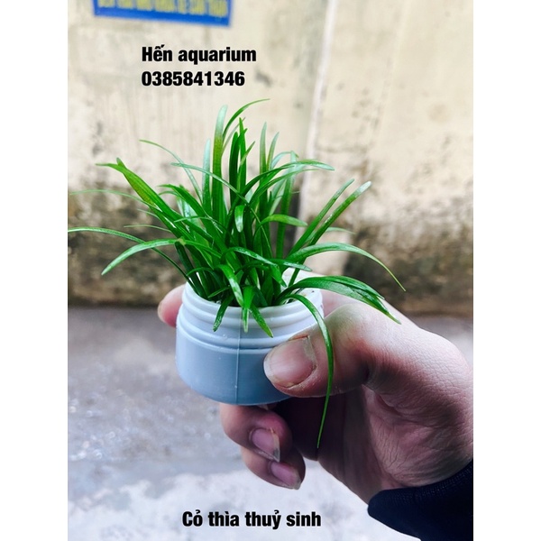 Cây thuỷ sinh cỏ thìa : siêu khoẻ không cần phân nền và co2 .combo 8️⃣ k / 5 cây