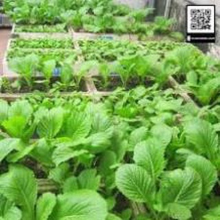 GÓI 100 HẠT GIỐNG CẢI NGỌT