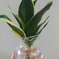 Bình Thủy Tinh Nuôi Cá - Trồng Cây