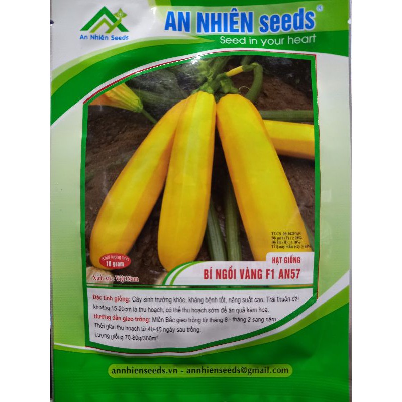 Hạt giống Bí ngồi quả vàng F1 AN57, kháng bệnh tốt