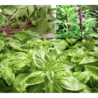 Hạt Giống Húng Quế - Gói 10 gram (Năng suất cao, dễ trồng)