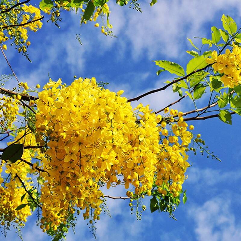 Hạt giống Cây Muồng Hoàng Yến, Hoa Muồng Hoàng Hậu, Hoa Bò Cạp Nước, Hoa Lồng Đèn, Osaka, Mai Dây (30 hạt giống)