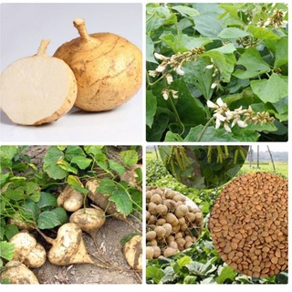 hạt giống củ đậu 20 hạt