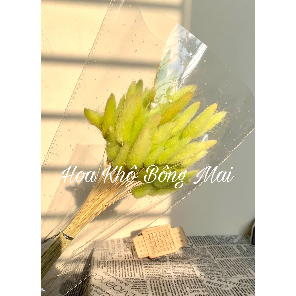 🌸Loại đẹp 10 bông🌸 Hoa khô CỎ ĐUÔI THỎ Lagurus Bunny Tails nhiều màu decor trang trí nhà cửa, đạo cụ chụp ảnh