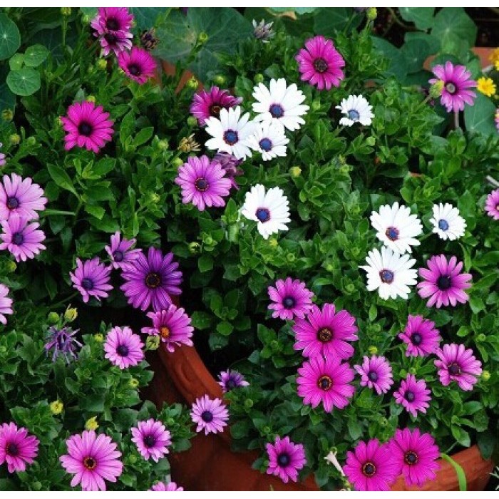 Hạt Giống Hoa Cúc Châu Phi Mix 20Hạt - TẶNG kèm 3 viên nén ươm hạt