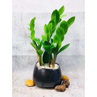 Cây kim tiền để bàn mini