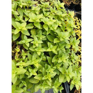 bạc hà Nhật (Japanese mint) cây giống