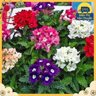 Hạt Giống Hoa Vân Anh