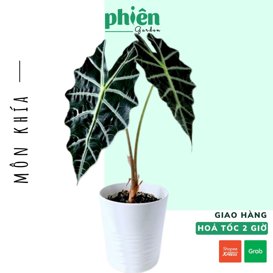 Cây Môn Khía, Môn Quan Âm Thái để bàn kèm chậu gốm tráng men, cây Alocasia Amazonica