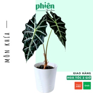 Cây Môn Khía, Môn Quan Âm Thái để bàn kèm chậu gốm tráng men, cây Alocasia Amazonica