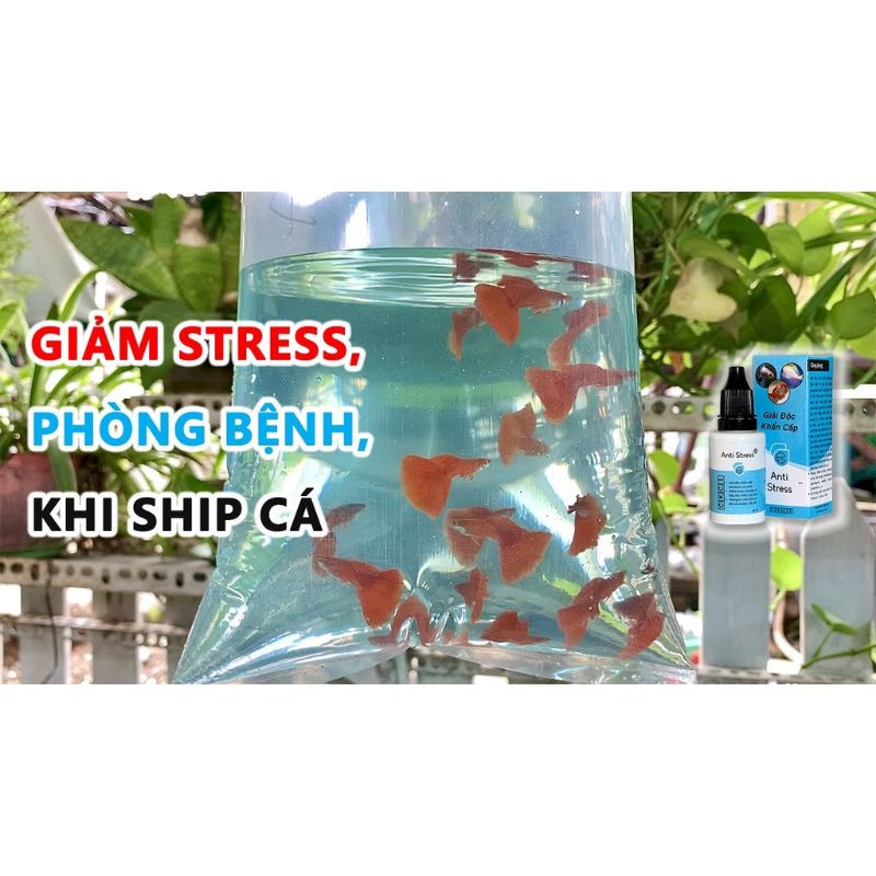 ANTI STRESS , DƯỠNG CÁ , NGỪA BỆNH , PHÒNG BỆNH CHO CÁ CẢNH , ANTI STRESS