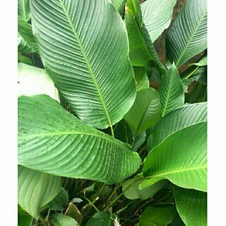 10 cây lá dong làm giống