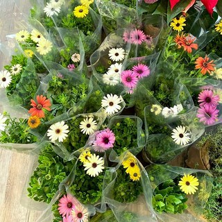 Cúc Châu Phi nhiều màu dễ trồng có hướng dẫn gieo ươm, gói zin của công ty