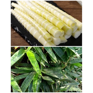 giống cây măng sặt( trúc cần câu)