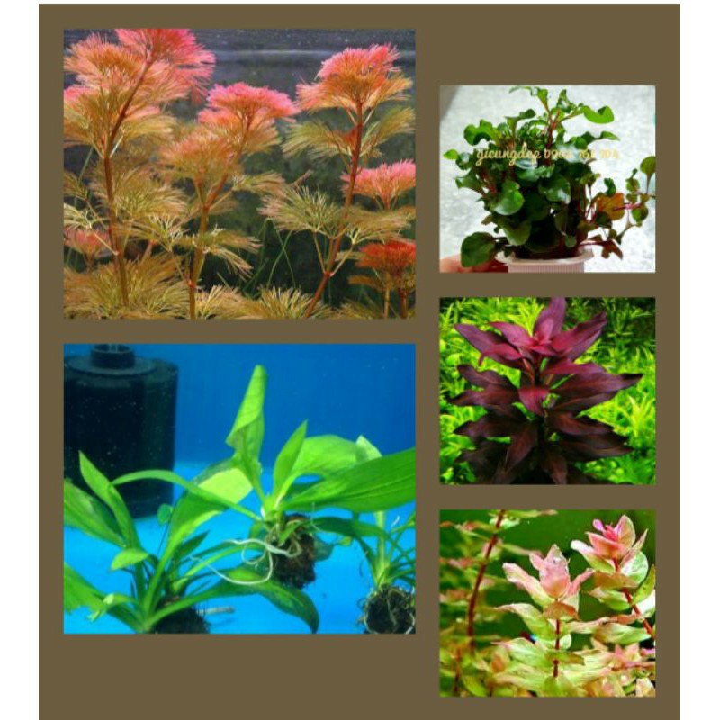 Cây thủy sinh không cần CO2 combo 25 cây