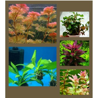 Cây thủy sinh không cần CO2 combo 25 cây