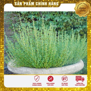 Hạt giống Cỏ Xạ Hương(Thyme) - 50 Hạt