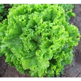 Hạt Giống Rau Xà Lách Xoăn Xanh  - MUA 3 TẶNG 1 CÙNG LOẠI