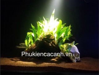 Led rọi Biotop