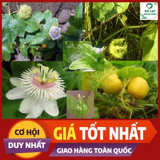 ⚡hạt giống cây lạc tiên _20 hạt⚡