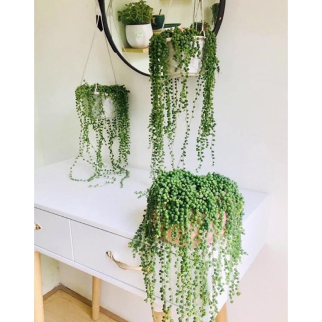 Cây giọt nước(ngọc châu size lớn)