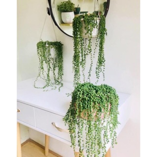 Cây giọt nước