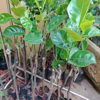 Mít  không  hạt.  Mít  thái.  Mít  ruột  đỏ đồng  giá