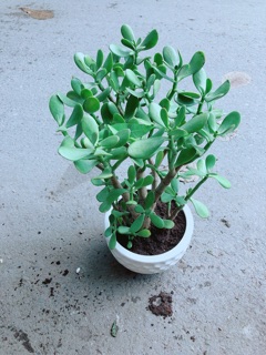 Chậu Cây Ngọc Bích Size Đại