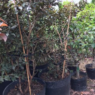 Ổi Thái ruột tím thơm ngon