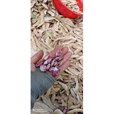 đậu ngự nhà trồng.500g