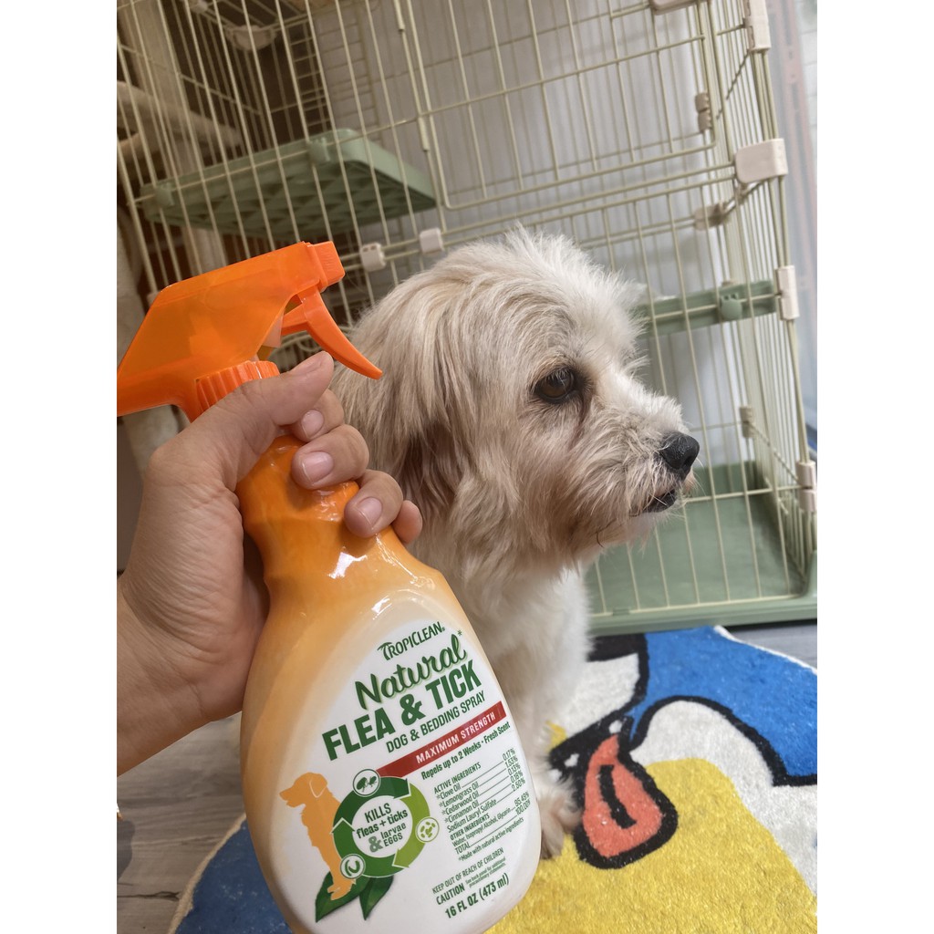 Xịt diệt ve và bọ chét môi trường xung quanh