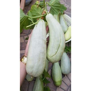 HẠT GIỐNG DƯA LÊ CHUỐI