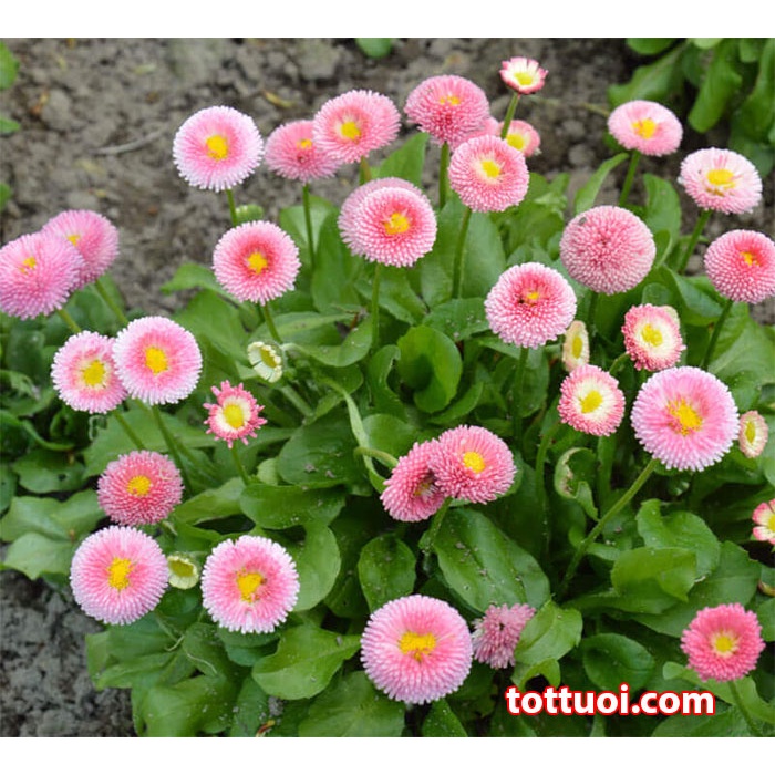 Hạt giống cúc HOA  CÚC ANH  tiếng Anh để trồng (Bellis perennis)