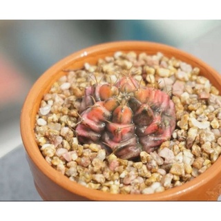 [Lẻ 100gr] ĐÁ MASATO GIỮ MÀU SEN ĐÁ