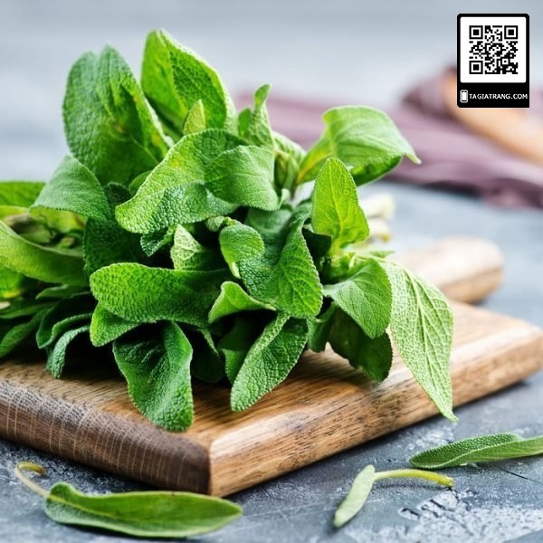 Hạt giống xô thơm Sage (Salvia officinalis) - Gói 10 hạt | Tỉ lệ nảy mầm trên 80%