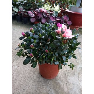 🌷🌱Hoa đỗ quyên 2 màu🌱🌷