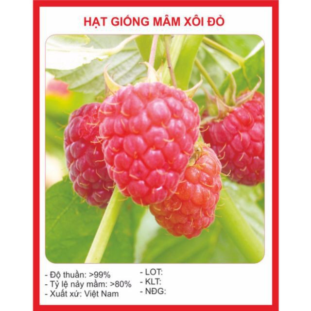 Hạt giống Mâm xôi đỏ (30 hạt) (Phúc bồn tử) luckyseed hạt siêu rẻ