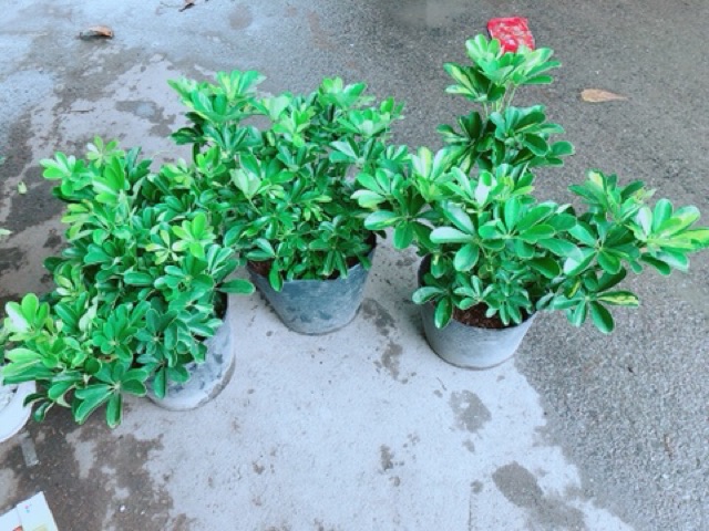 Ngũ Gia Bì Size Đại