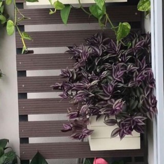 sét 5 cành thài lài tía