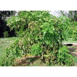 Hạt giống cây ăn trái cóc Thái lùn ( 1 gói 5 hạt )