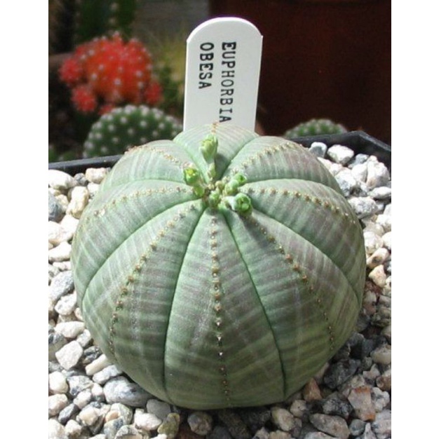 Siêu sale 50% xương rồng obesa