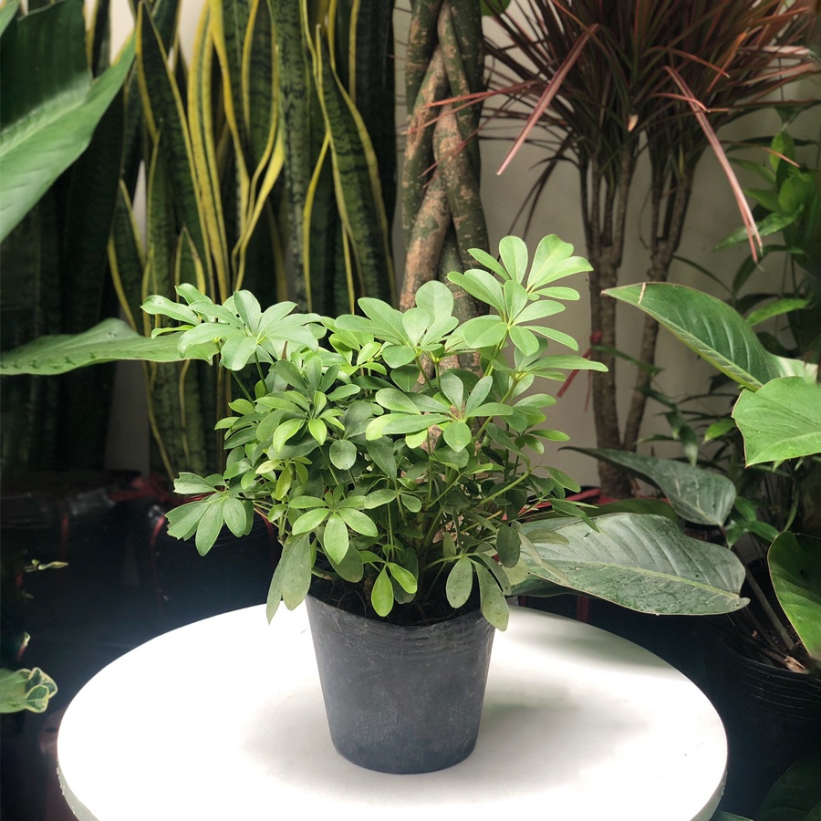 Cây Ngũ Gia Bì để bàn kèm chậu sứ tráng men