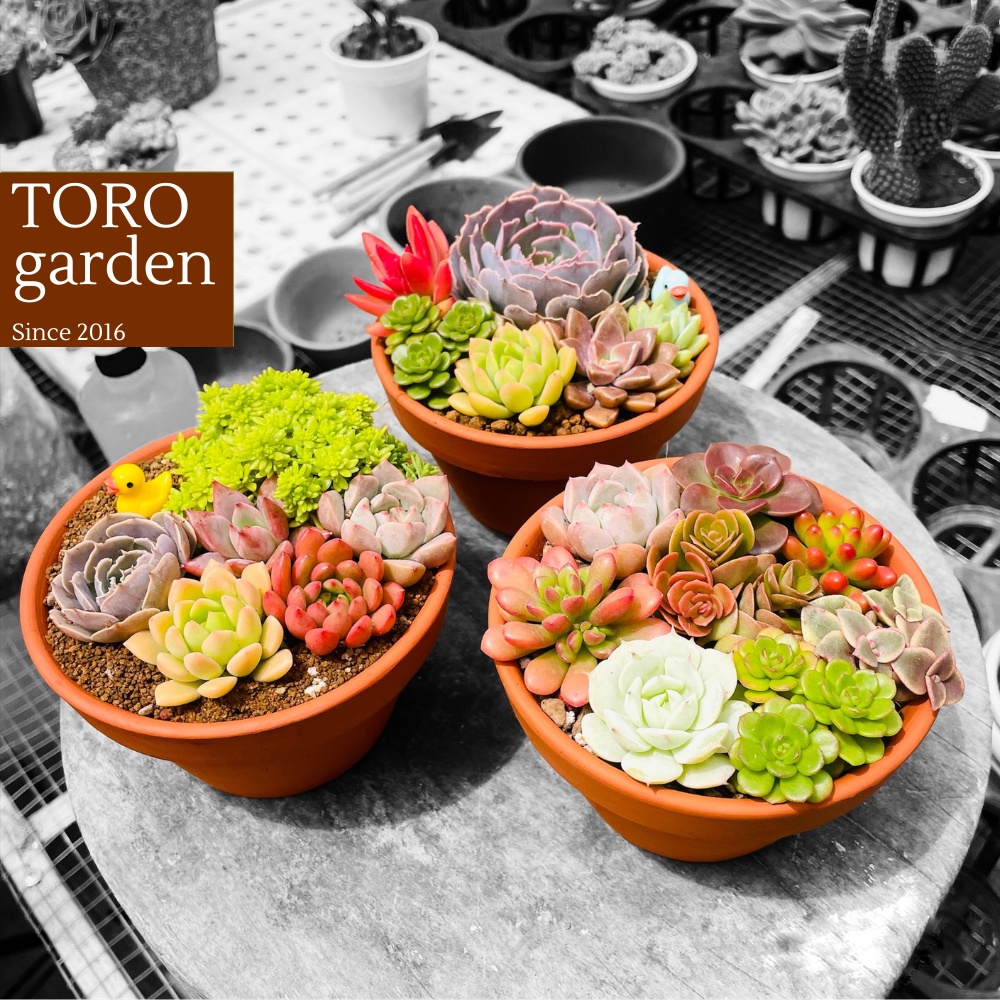 Sen đá Đà Lạt tiểu cảnh full set trang trí nhà cửa Toro garden